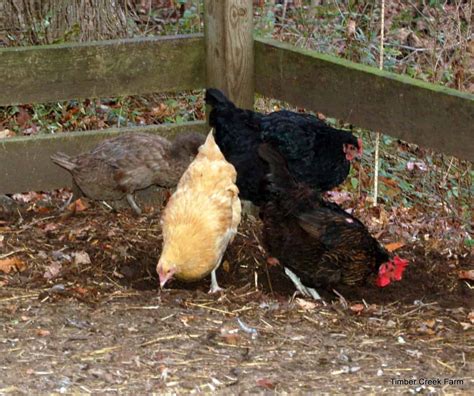 Fall Chicken Care Tips Timber Creek Farm