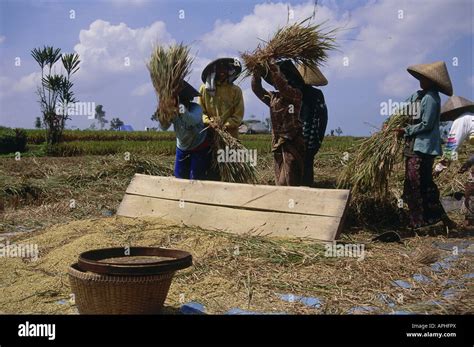Geography Travel Indonesia Bali Agriculture Farming Women Harvesting Rice Near Ubud