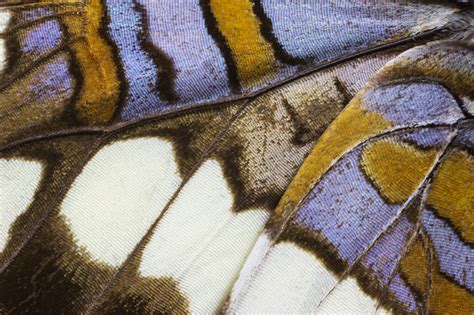 Macro Wing Details Underside Of Butterfly Photography By Darrell Gulin