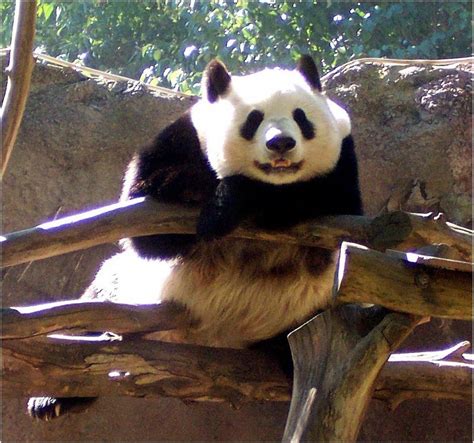 Panda Bear San Diego Zoo