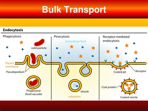 Choose from 500 different sets of flashcards about active transport on quizlet. PPT - Active transport PowerPoint Presentation, free ...