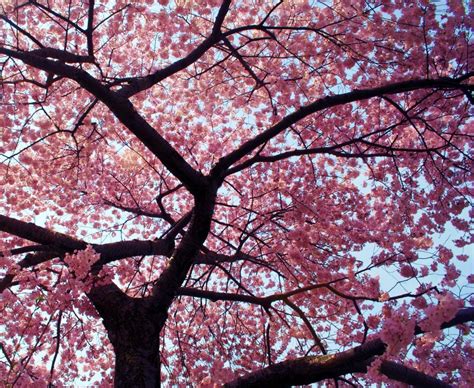 Free Download Beautiful Cherry Blossom Tree Flower Wallpaper