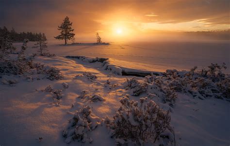Wallpaper Winter Snow Trees Sunset Traces Norway The Bushes