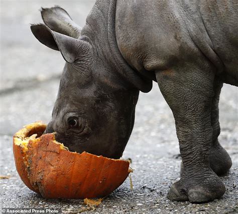 However, if you currently eat more than 90g (cooked weight) of red and processed meat a day, the department of health advises that you cut down to 70g, which is the average daily consumption in the uk. Czech zoo cheers birth of endangered eastern black rhino ...