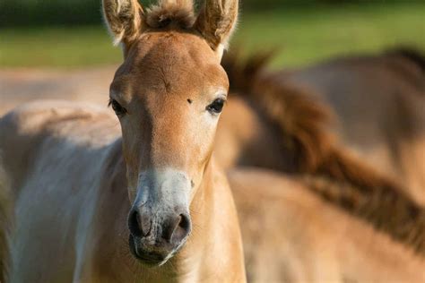 Four Przewalskis Horse Foals Born In Virginia The Horse