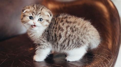 Scottish Fold Kitten You Always Want To Have Youtube