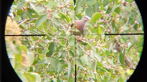 Berburu burung punai di penghujung musim buah beringin - YouTube