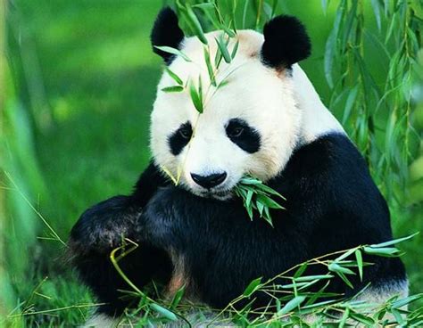 Tired Of Bamboos Rare Wild Panda Eats Goat In Sichuan China Plus