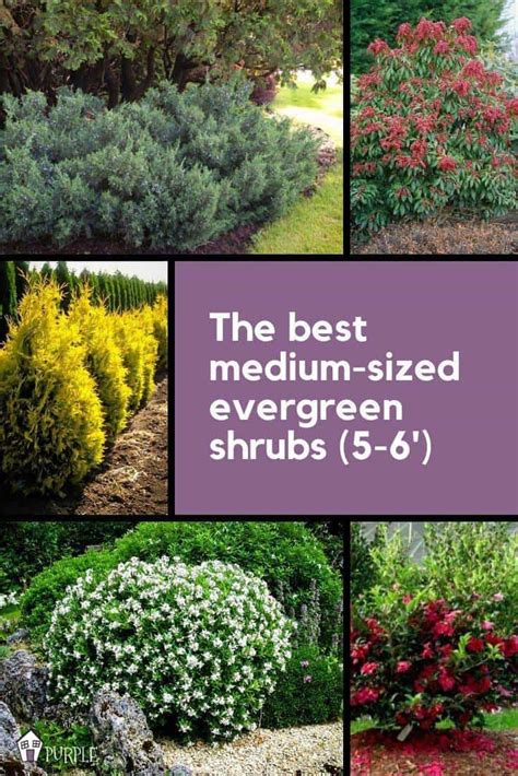 Best Zone 5 Flowering Shrubs 5 Top Rated Shrubs For Easy Maintenance