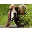 Adult Basset Hound Peeks From Behind A Bush Wallpapers And Images 