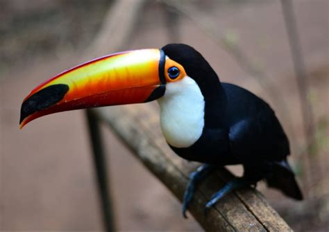 Animals In Brazil Papirio