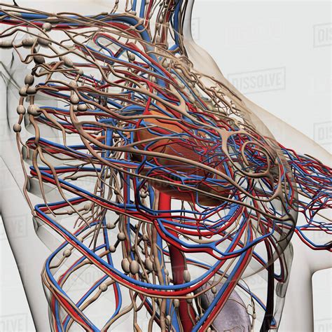 Medical Illustration Of Female Breast Arteries Veins And Lymphatic