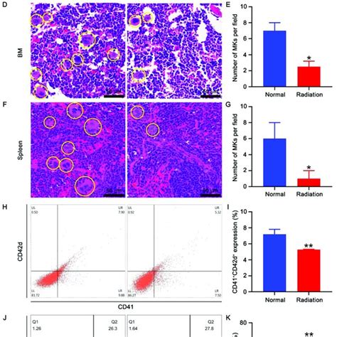 Effect Of Irradiation On Hematopoiesis Peripheral Platelet A Wbc