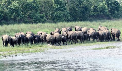 Bardia National Park Safari Jungle Safari Wildlife Tour