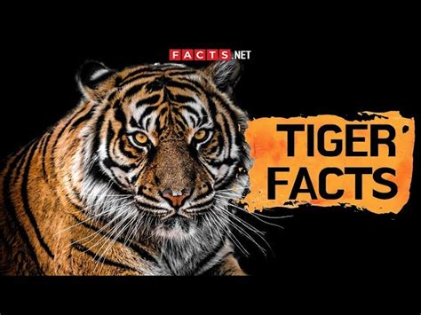 80 Surprising Tiger Facts That You Never Knew About