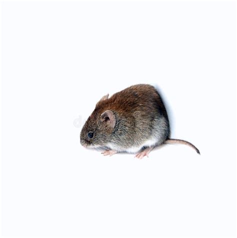 Little Brown Mouse Isolated Stock Photo Image Of Ears Tail 35490872