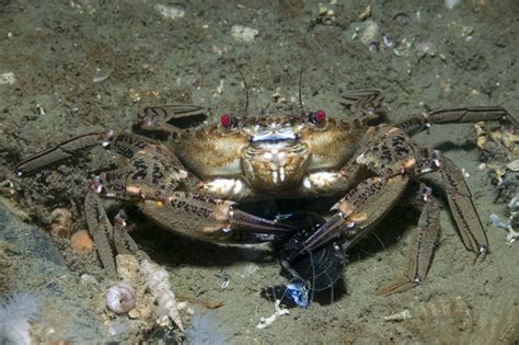 Heres How Crabs Find Food