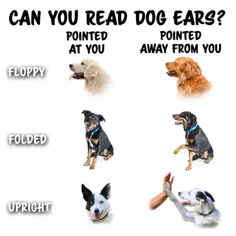 Dog Ear Language Chart
