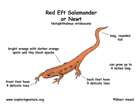 Difference Between Newts And Salamanders
