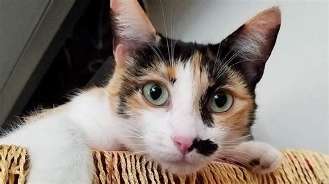 High furniture should be off limits, caution should be. 40+ Cutest Calico Cat Names - PupsToday