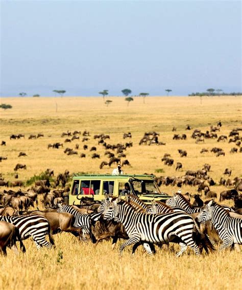 6 Days Kenya And Tanzania Safari Masai Mara Serengeti Ngorongoro