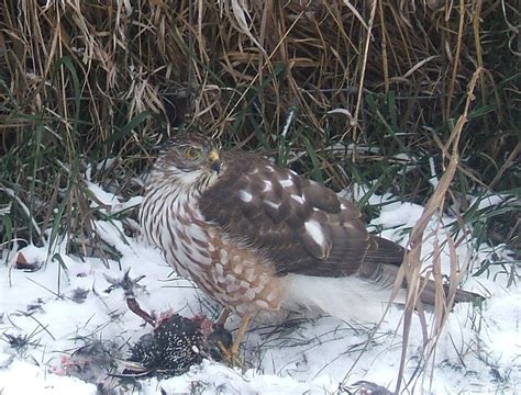 Jarts, opus, erwin, 2m blade. 2 hawks circling today : Can they fly off with a full size ...