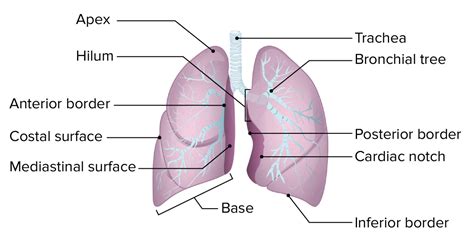 Lungs Anatomy Concise Medical Knowledge