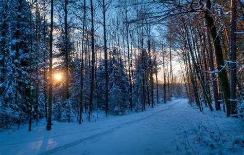 Wallpaper Winter Forest The Sun Rays Snow Trees Sunset Traces