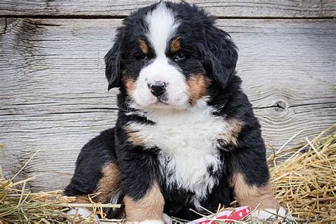 Red Collar Male Bernese Mountain Dog Puppy For Sale Sweetwater Farms