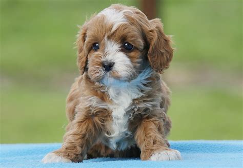 Cavapoo puppies are wonderful with children; Toy Cavoodle Puppies For Sale | Chevromist Kennels Puppies ...