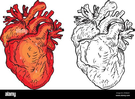 Human Heart Vector Illustration Stock Vector Image And Art Alamy