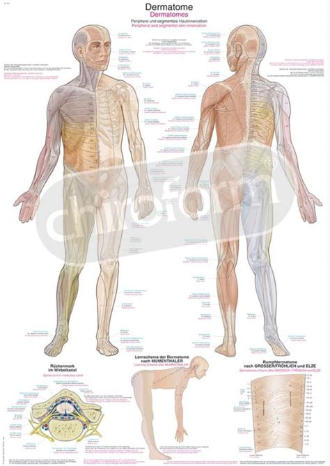 Dermatomes Anatomisk Plakat Chiroform