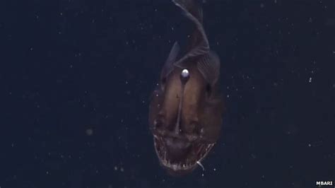 Black Seadevil Anglerfish Recorded On Film Off California Coast Bbc News
