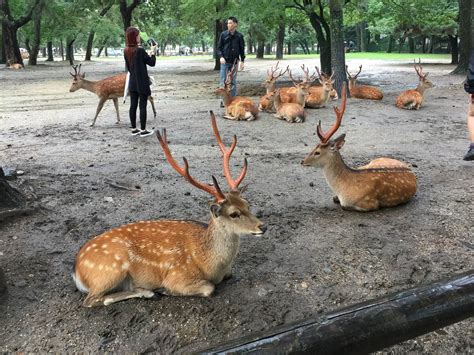 Feeding Deer In Japans Nara Park They Bow Too Foodicles
