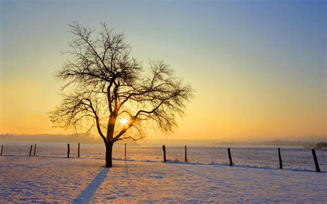 Photography Landscape Nature Trees Sunrise Winter