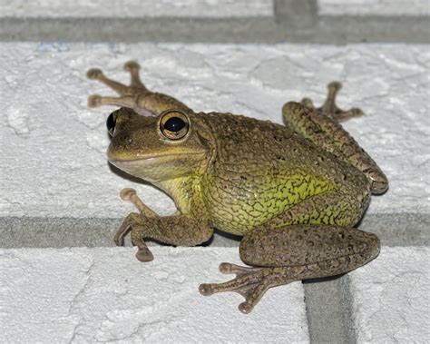 Cuban Tree Frogs Invasive Species In Florida