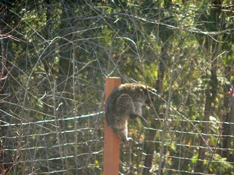 If you could get a raccoon to dip his paws in oil and then grab the fence, you'd have something. The New Dharma Bums: Not Raccoon-Proof Fence