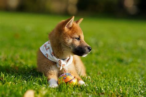 Shiba Inu Dog Breed Temperament And Care