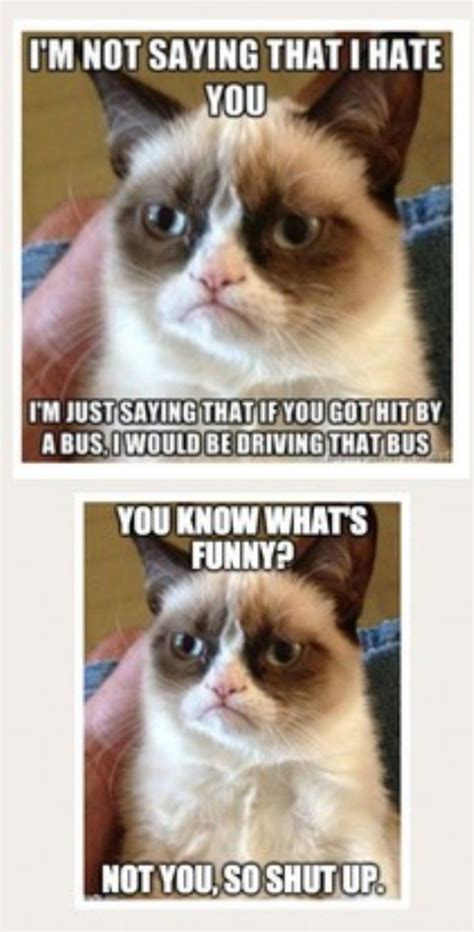 Pin By 7sem7 On Grumpy Cat Grumpy Cat Humor Grumpy Cat Grumpy