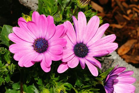 Images Gratuites La Nature Fleur Violet Pétale Marguerite