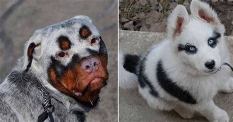 33 Dogs With The Most Rare Looks Ever 12 Is Incredible Rare