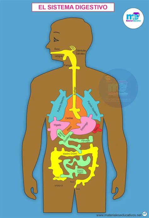 El Sistema Digestivo Moldes Y Plantillas