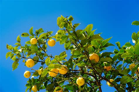 Treating Yellow Leaves On A Lemon Tree Crewcut Lawn And Garden