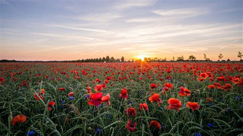 Poppies Nature Sunset Clouds Field Coolwallpapersme