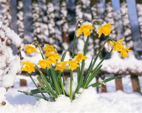 Daffodils In The Snow Hoodoo Wallpaper