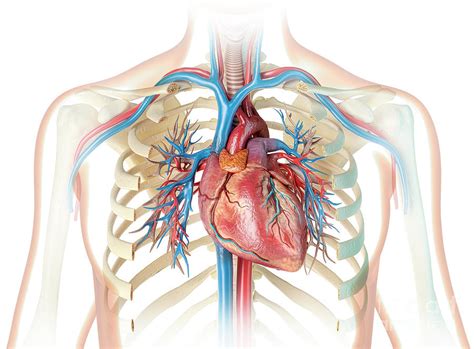 Heart In Chest Diagram