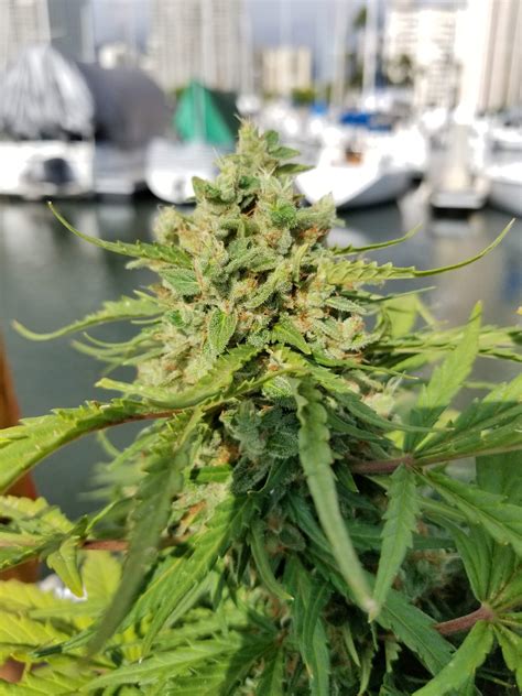 Dutch Passion Auto White Widow Grow Journal Week10 By Taima Growdiaries