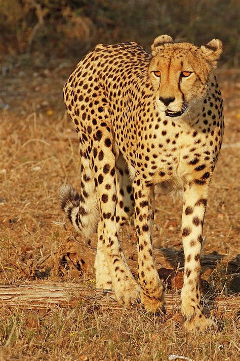 Sunset Cheetah Photograph By Maryjane Sesto