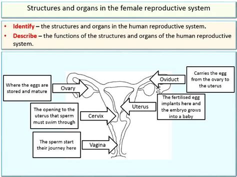 Reproduction Reproductive Organs And Gametes For Ks3 And Ks4 Biology Science Teaching