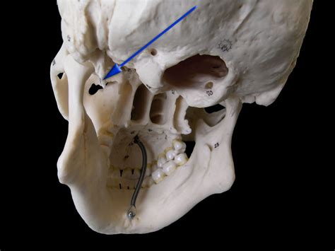 Anatomy :: Q&A :: Head and Neck